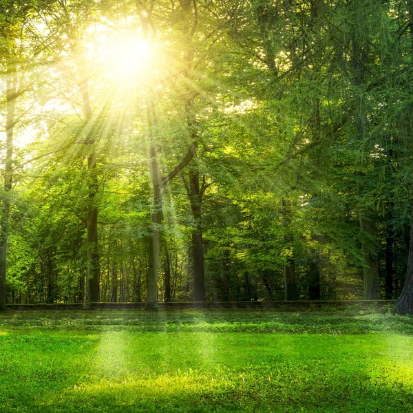 Image of a forest.