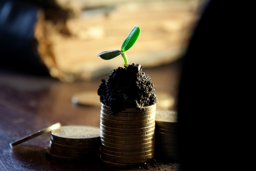 money growing