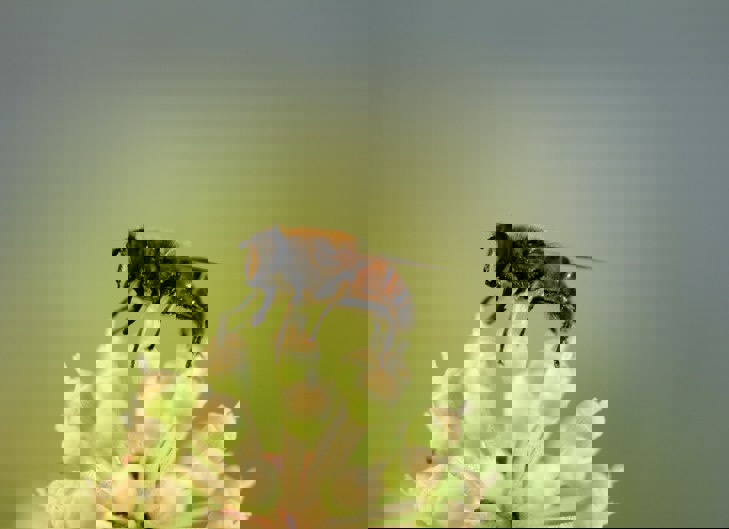 bee on a flower