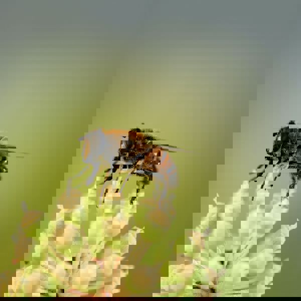bee on a flower
